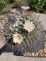 Preview: Mammillaria carnea